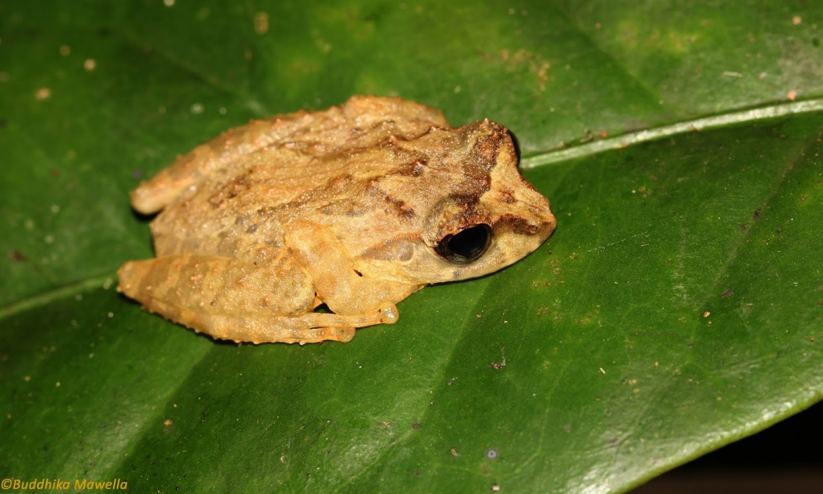 Pseudophilautus lunatus Manamendra-Arachchi & Pethiyagoda, 2005